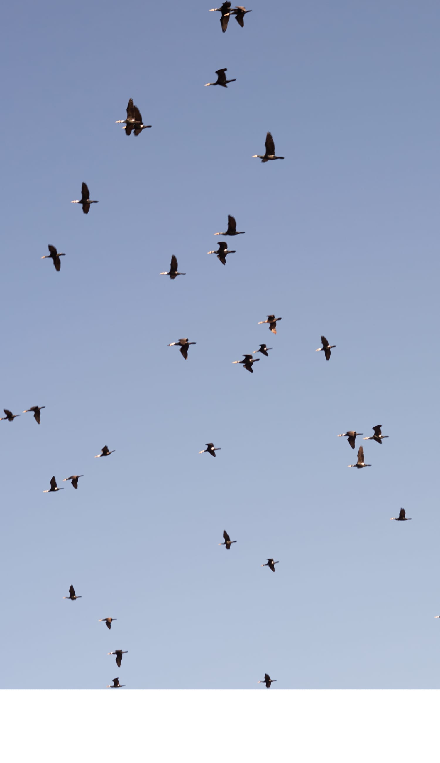 空を飛ぶ鳥たちの写真